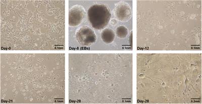 Neural Differentiation of Mouse Embryonic Stem Cells—An in vitro Approach to Profile DNA Methylation of Reprogramming Factor Sox2-SRR2
